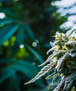 Indica