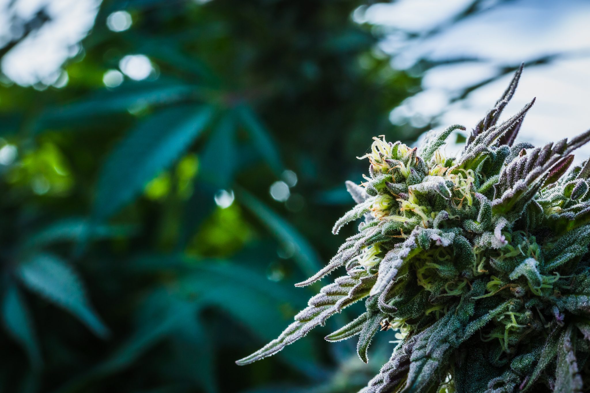 Indica - Buy Discounted Bulk Weed Online In Canada - Weeddeal.ca