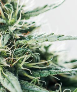 All Strains