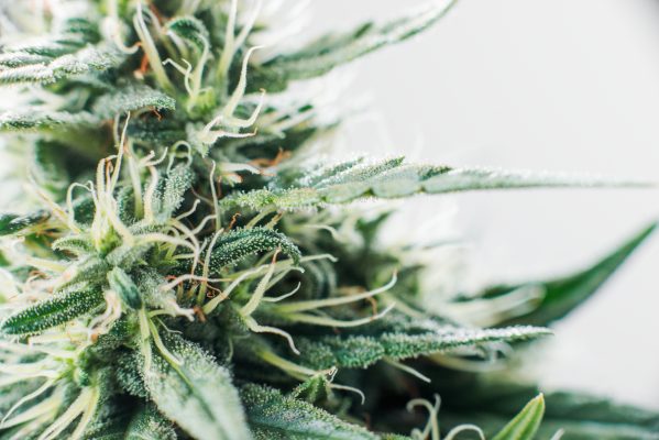 All Strains
