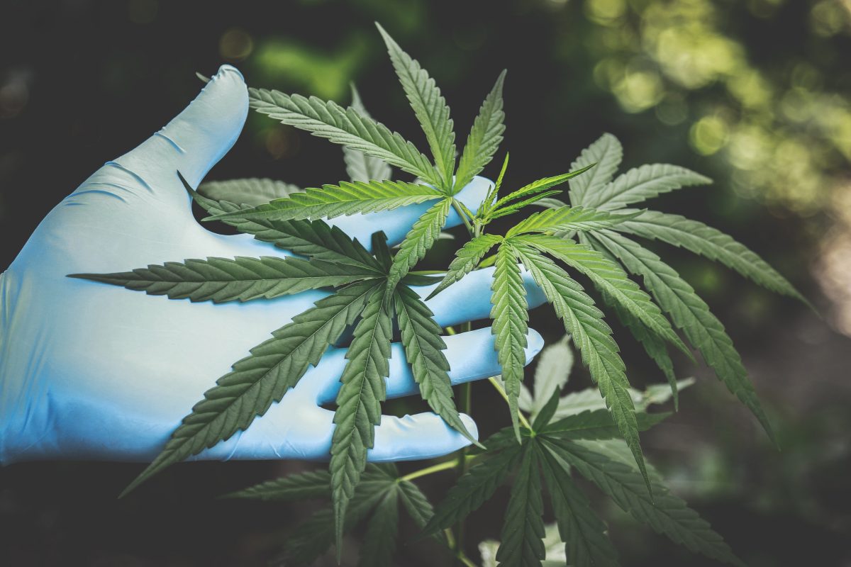 Buy Discounted Bulk Weed Online In Canada - Weeddeal.ca - Canada's premier Online Cannabis dispensary