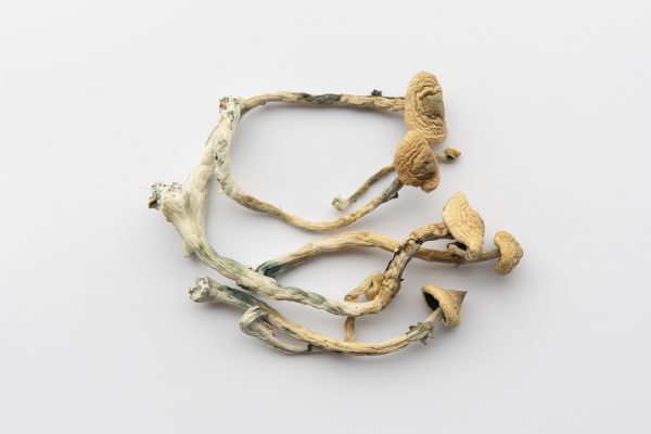 Psilocybin