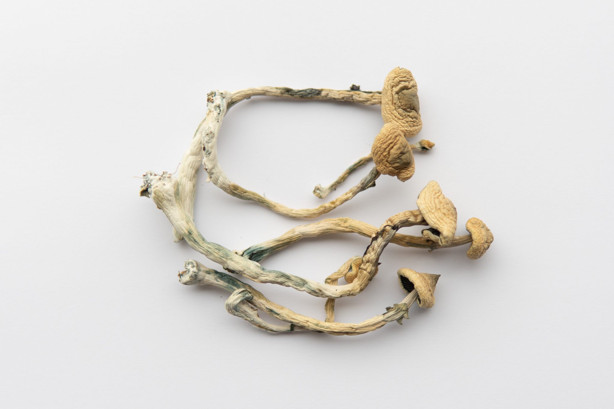 Psilocybin - Buy Discounted Bulk Weed Online In Canada - Weeddeal.ca