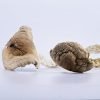 B+ Magic Mushrooms