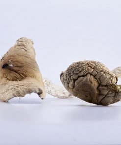 Huautla Magic Mushrooms