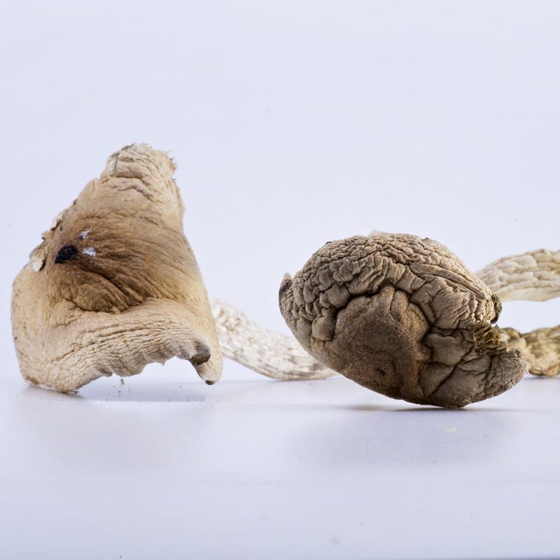 Golden Teacher Magic Mushrooms